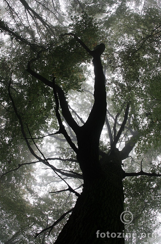 Tajnovito drvo