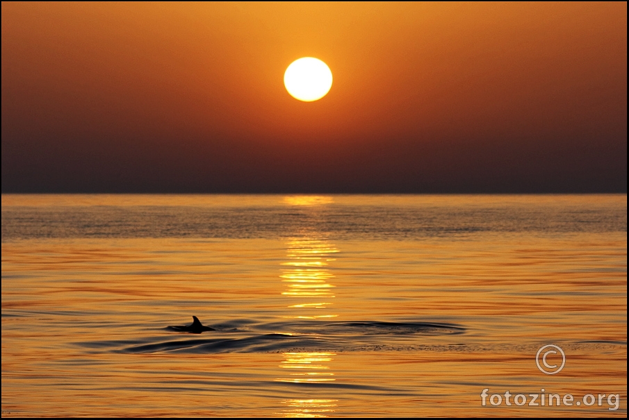 dolphin sunset