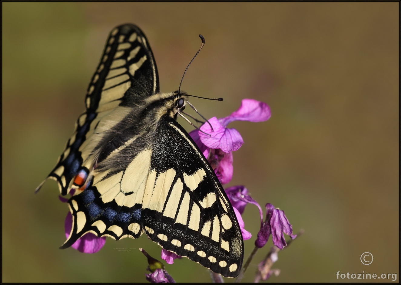 Papilio machaon Lastin rep 2273 Fa