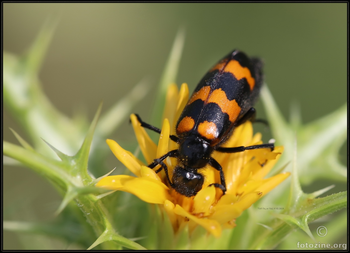 Mylabris variabilis A member of Blister Beetles Family Meloidae