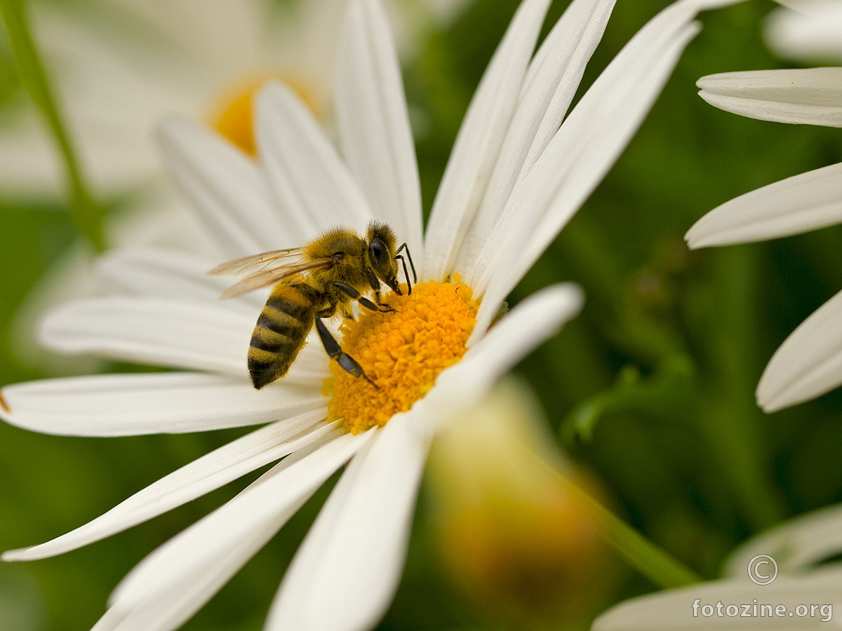 pčela (nije maja)