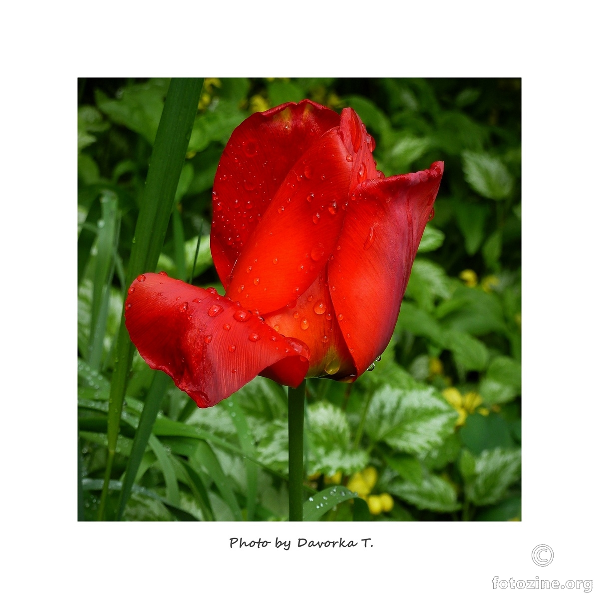 Proljeće u Utrinama - Rasplakani tulipan