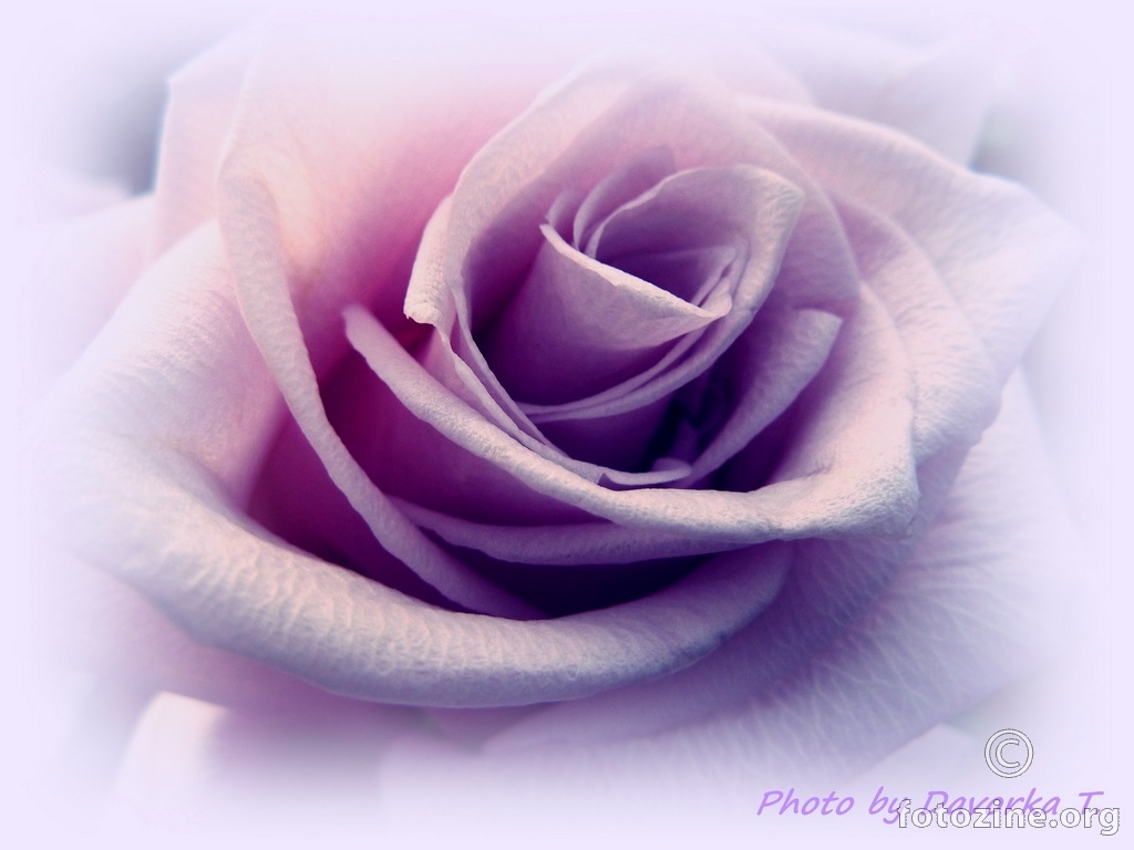 Ljubičasta ruža...