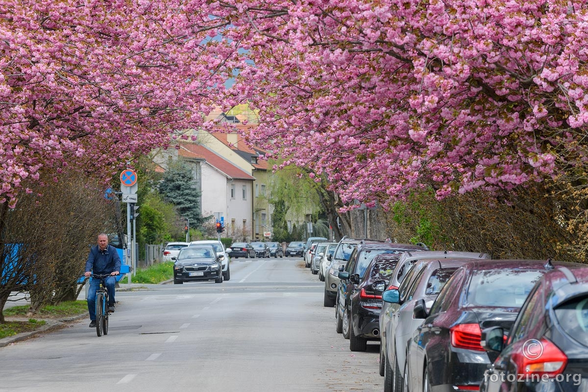 Šulekova ulica u proljeće