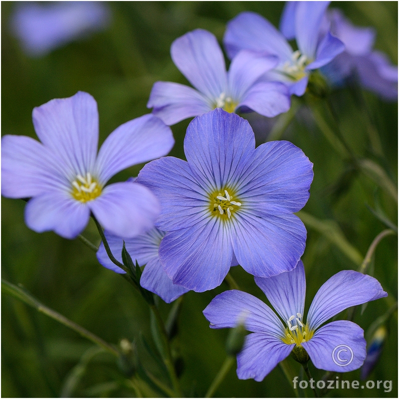 Plavo cvijeće - Lan