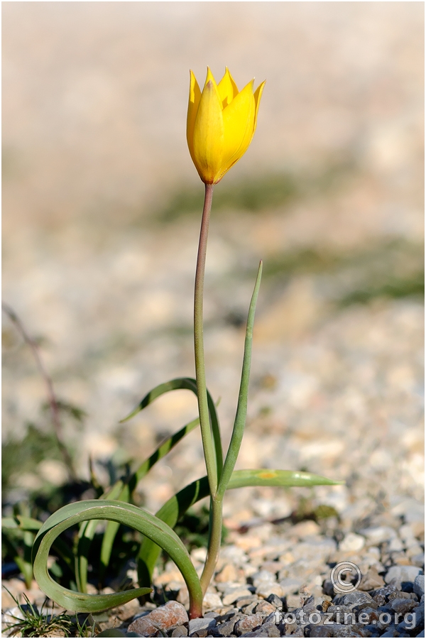 Divlji tulipan