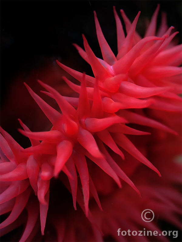 Crvena moruzgva (Actinia equina)