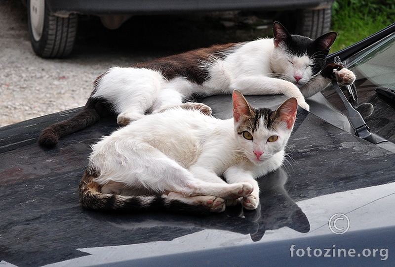 Mace odmaraju na haubi
