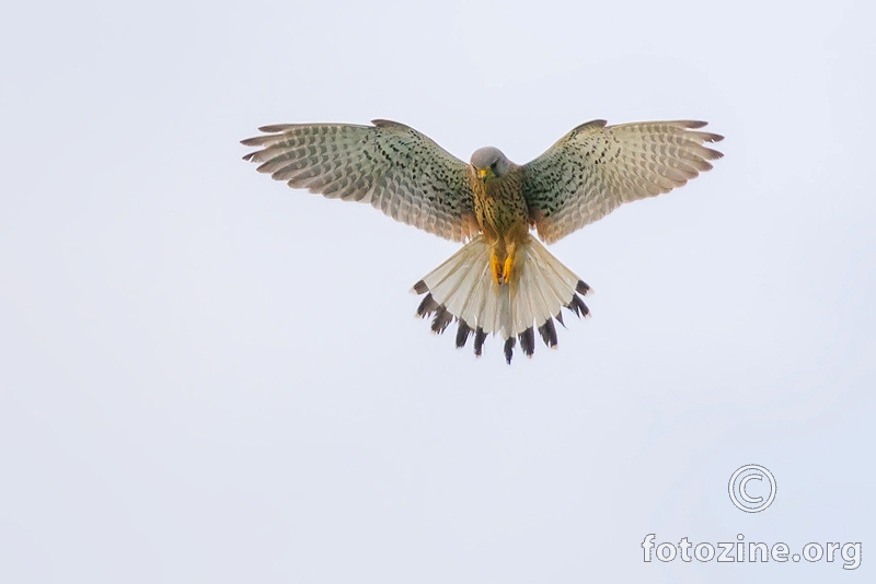 Vjetruša - Falco tinnunculus