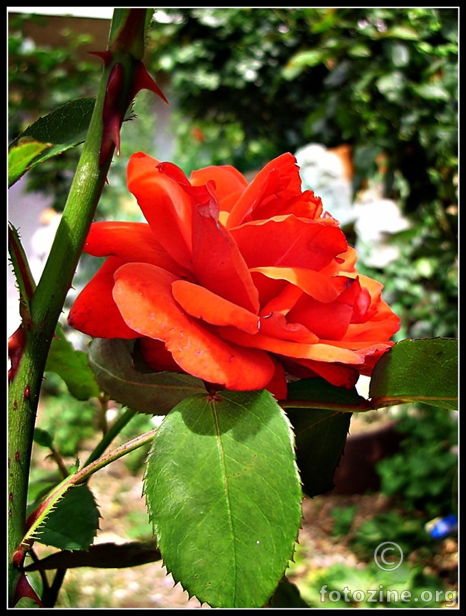 Crvena ružica