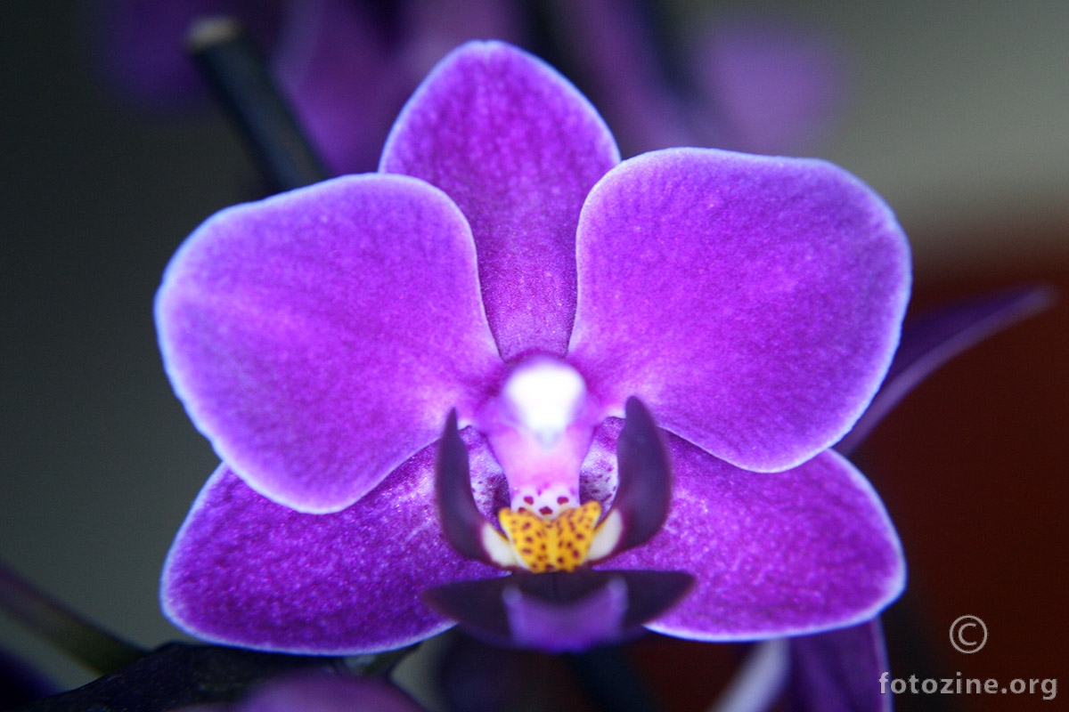 Orhideja Macro IX