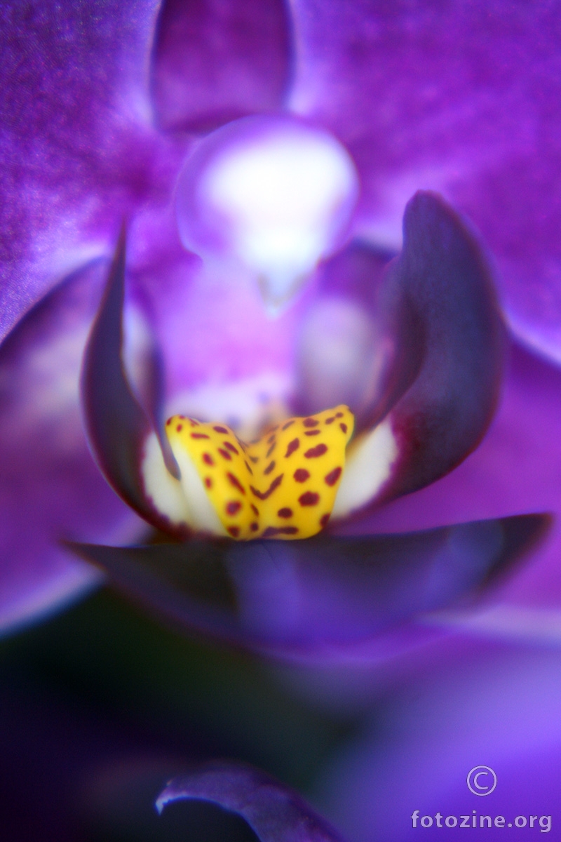 Orhideja Macro X
