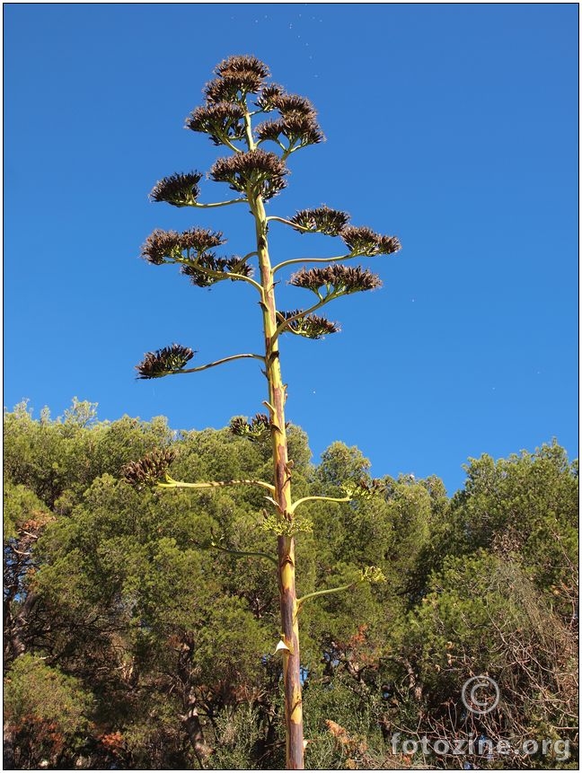 Marjanska agava
