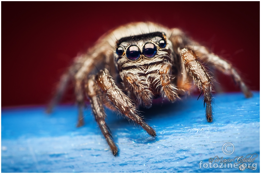Female Evarcha arcuata jumping spider