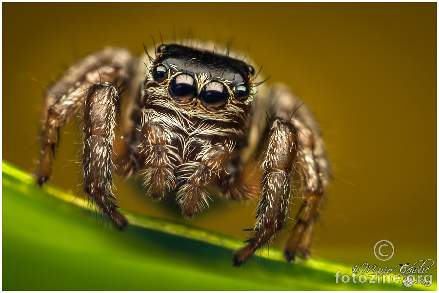 Jumping spider portrait :)