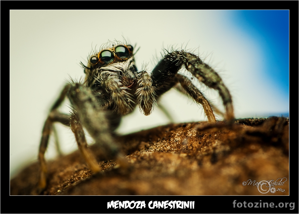 Mendoza canestrinii young male jumping spider