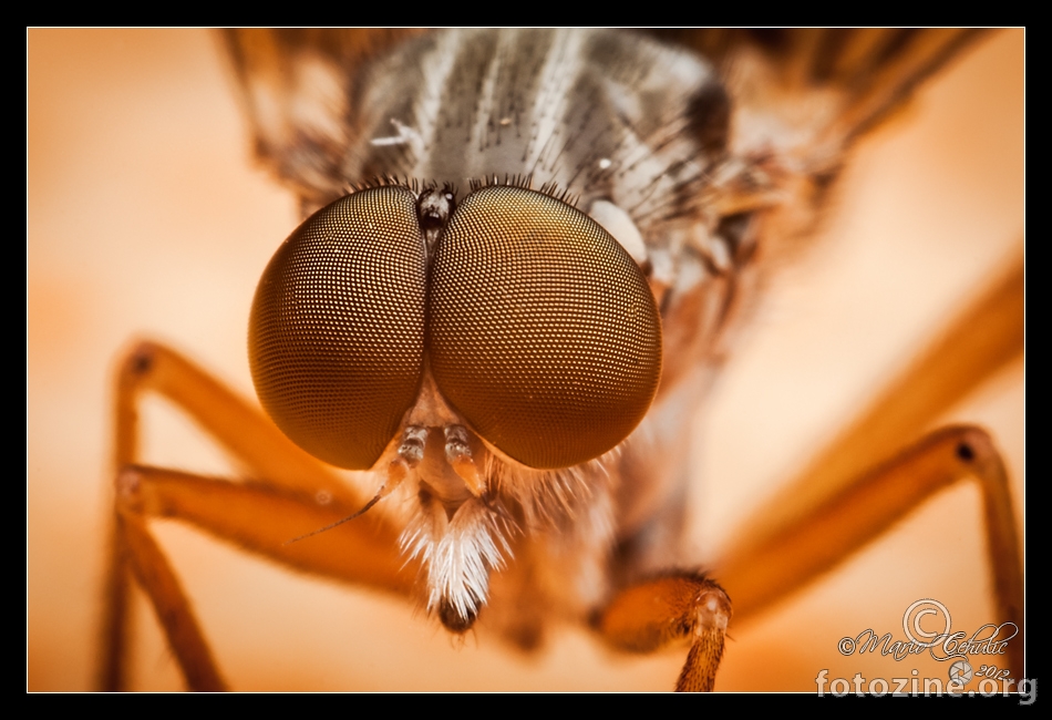 Compound eyes high magnification