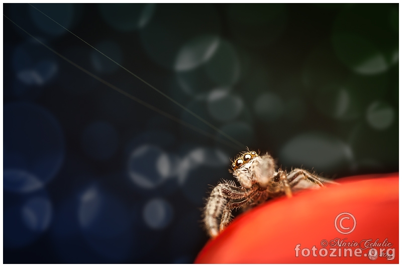 Salticidae jumping spider