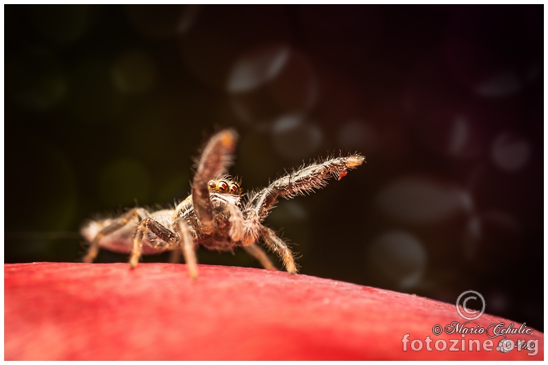 Salticidae jumping spider