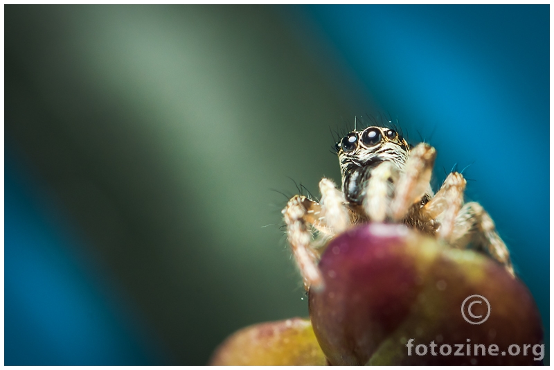 Salticus mutabilis male jumping spider