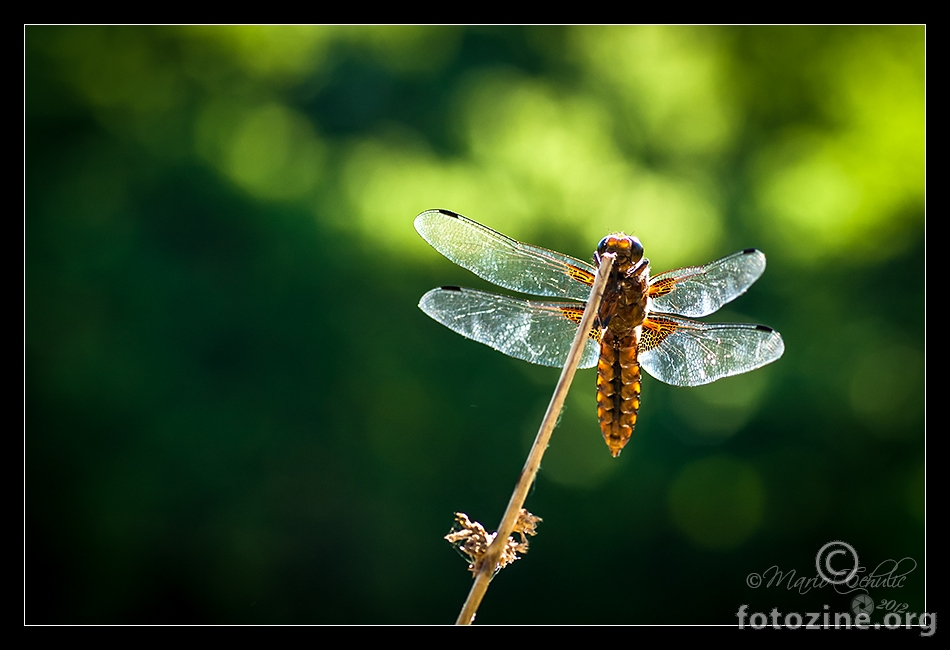 Dragonfly on the morning sun