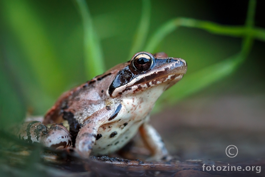 Šumska žaba