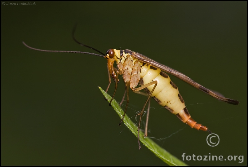 Scorpionfly (Panorpa communis)
