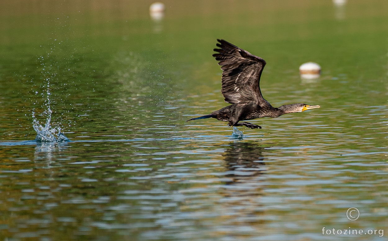 Veliki vranac - Jarunsko jezero