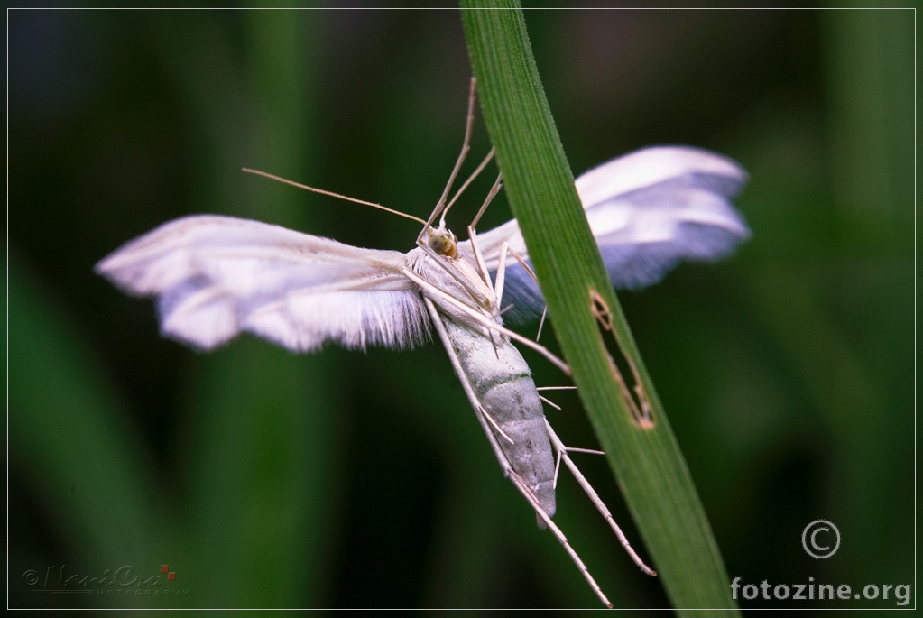 White Plume Moth aka Pterophorus pentadactyla