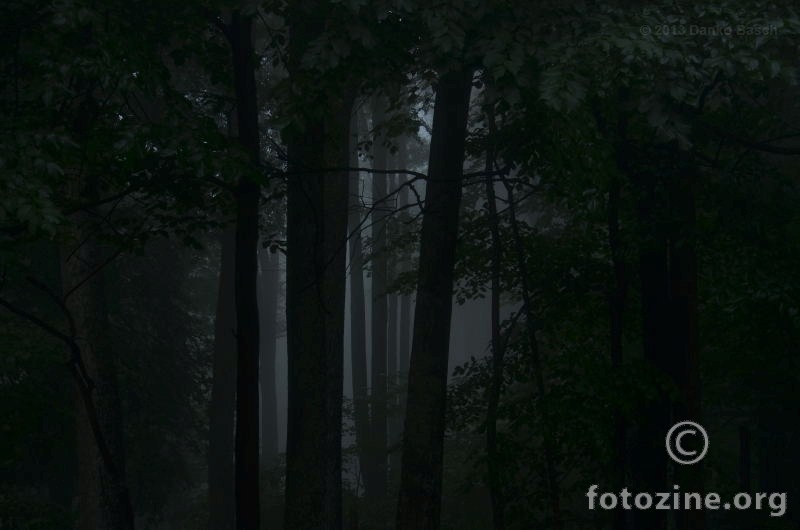 Tamna šuma