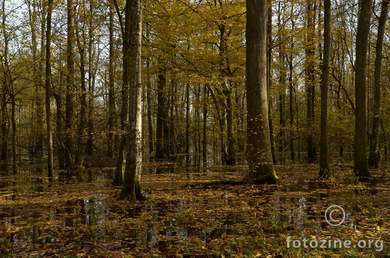 Poplava u šumi Žutici