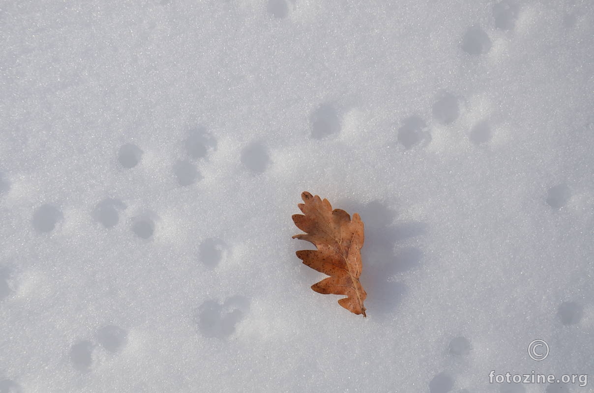 List i rupice u snijegu