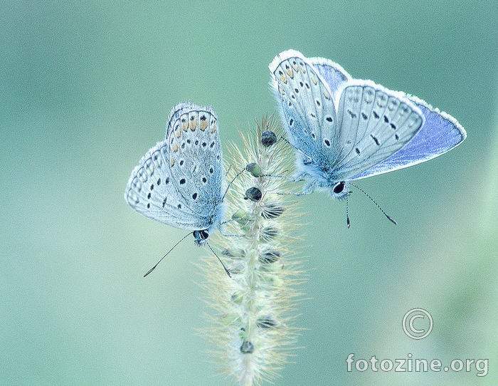 blue tenderness...