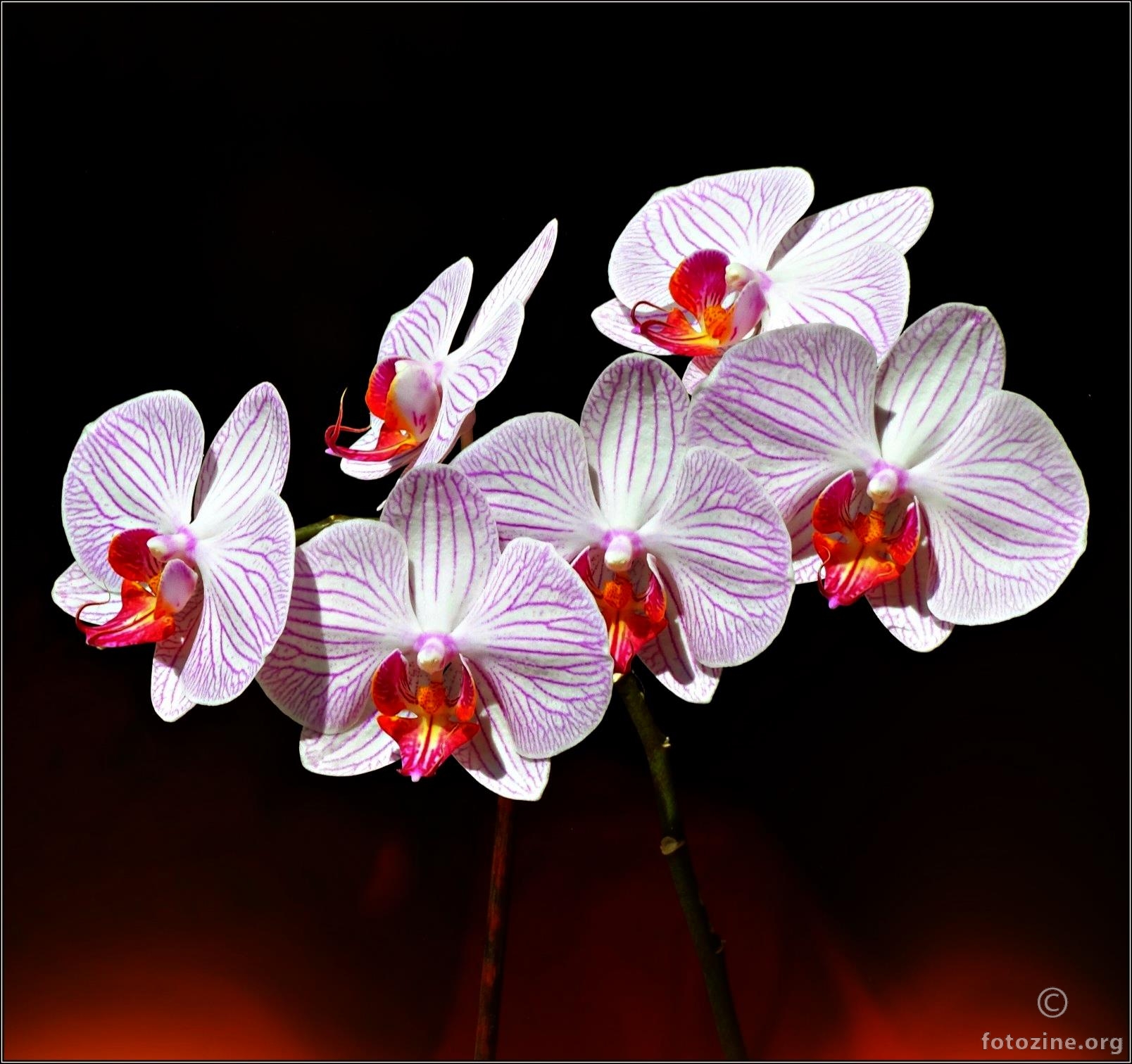 orhideje (5)