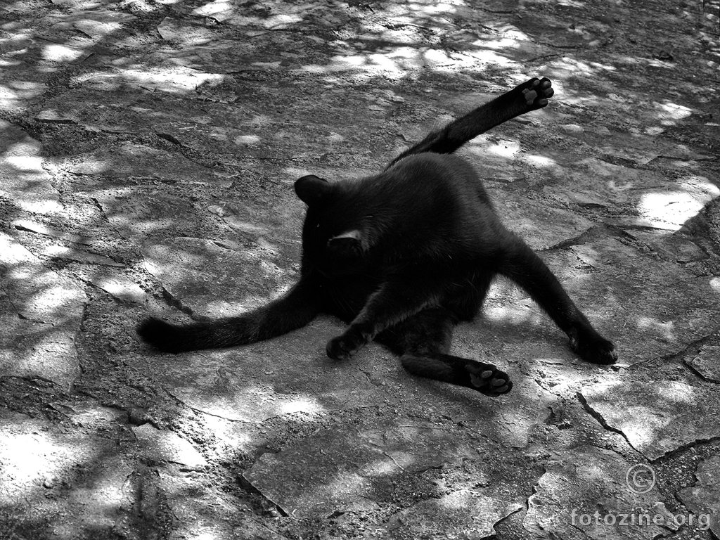 črni maček (1)