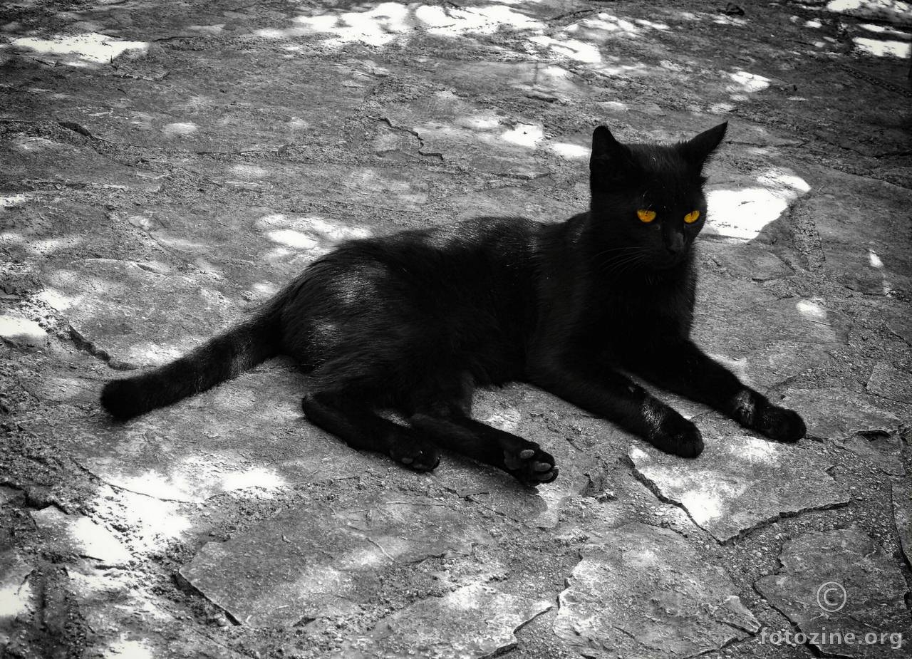 črni maček (4)