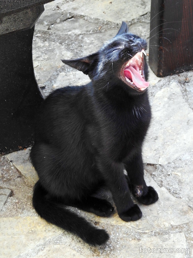 črni maček (3)