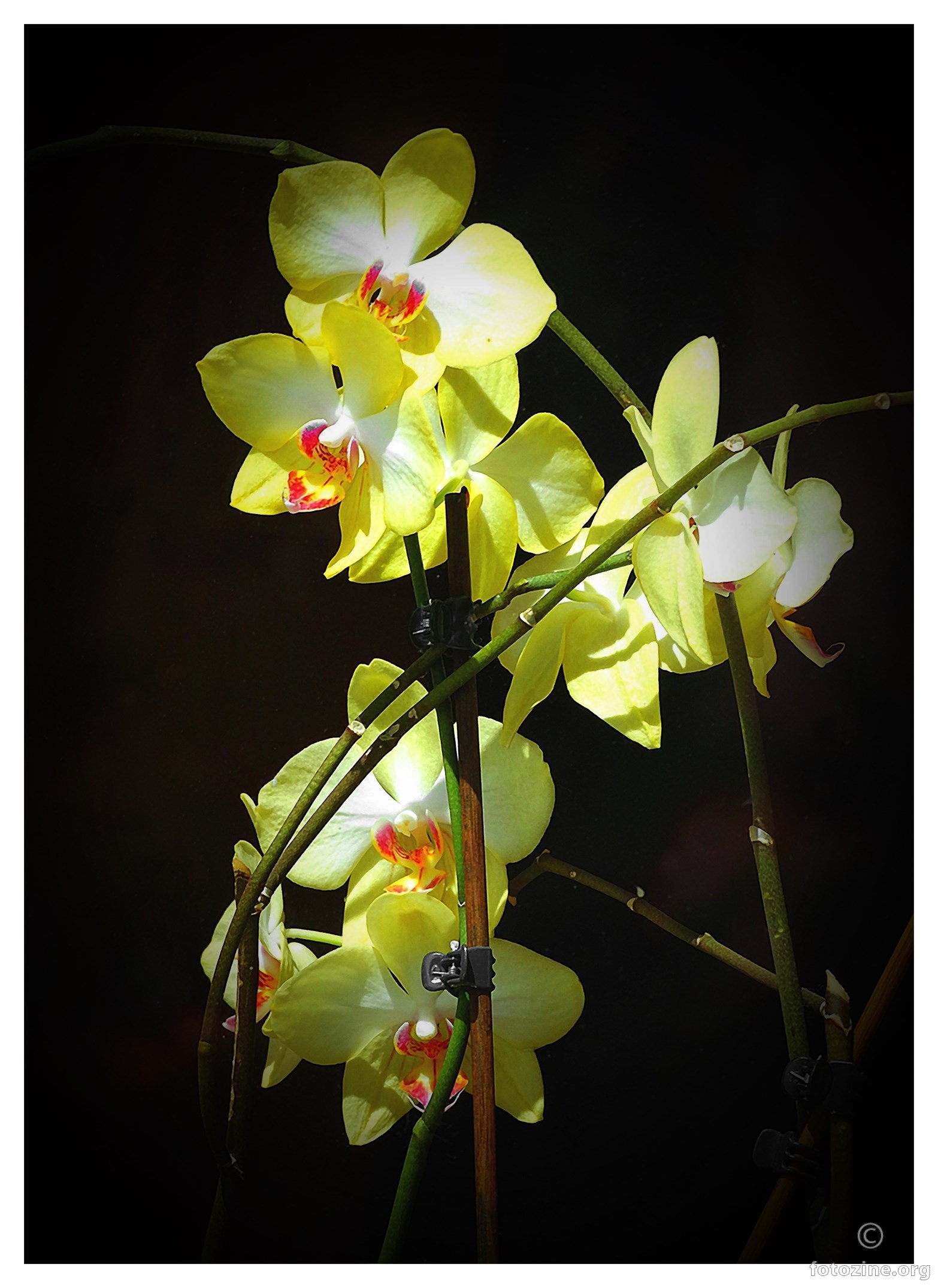 susjedine orhidejice ...
