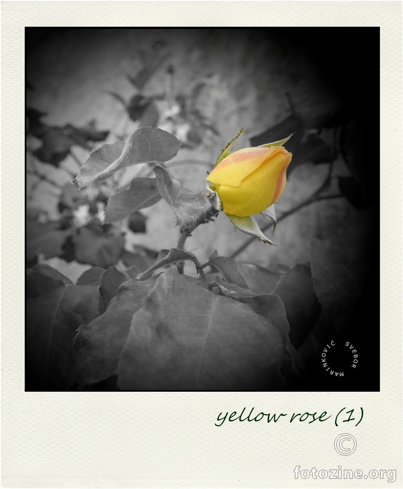 polaroid ruža (3)