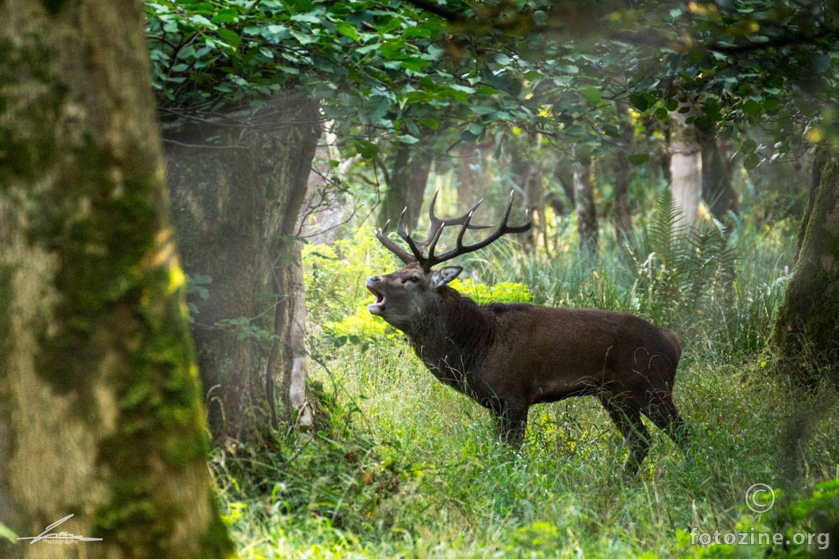 Crveni jelen u nacionalnom parku Killarney.