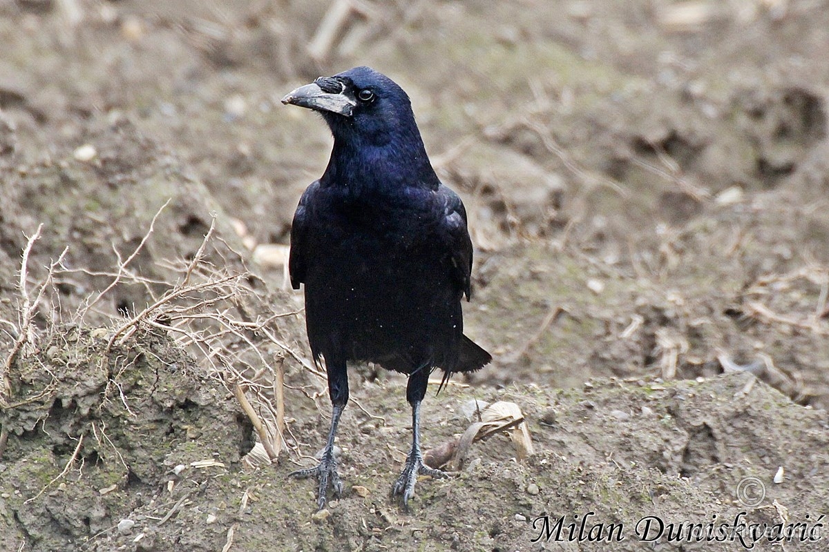 crna vrana