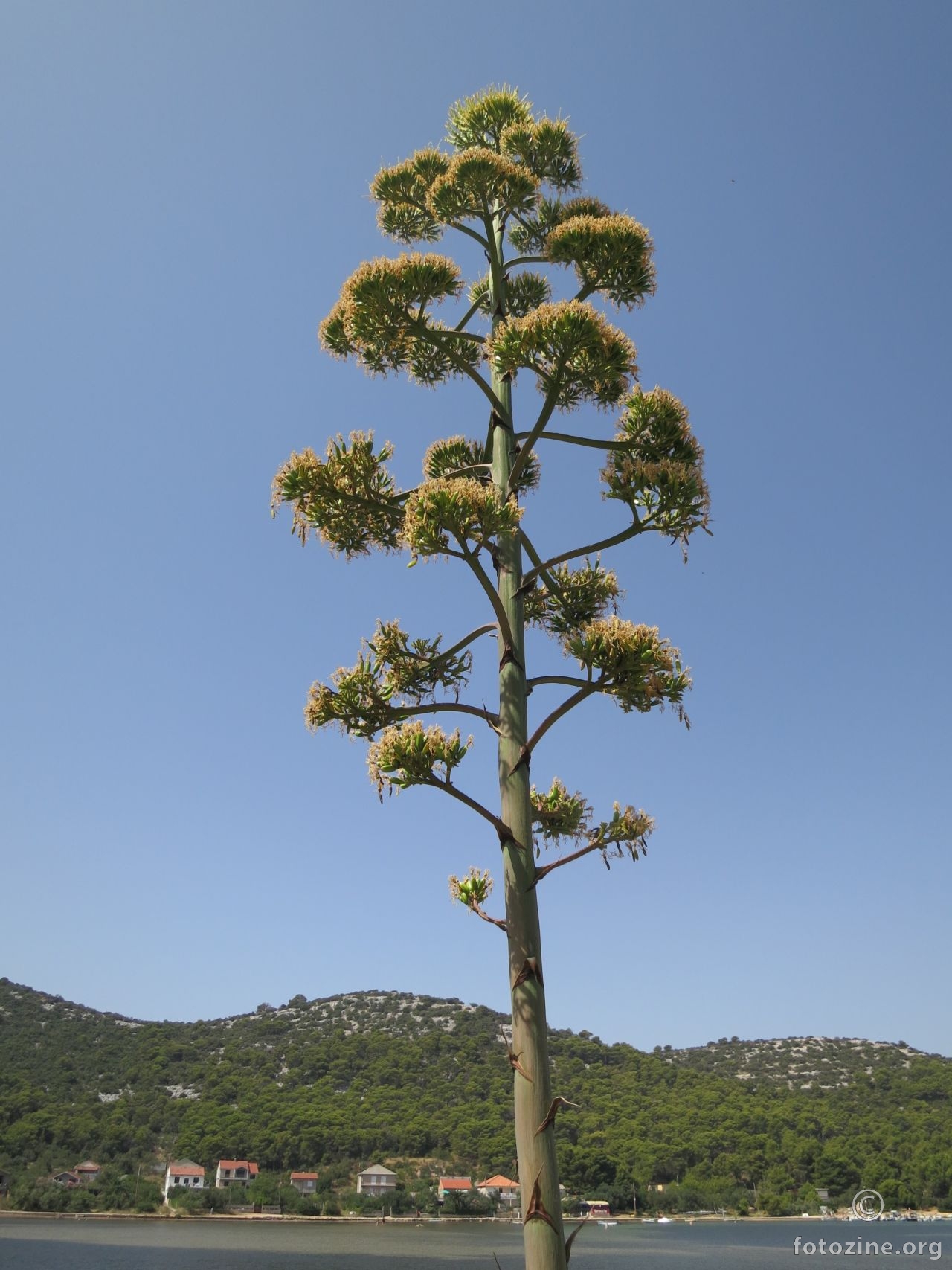 agava na pustom otoku
