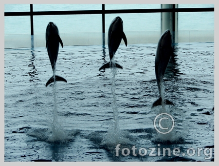 Delfins