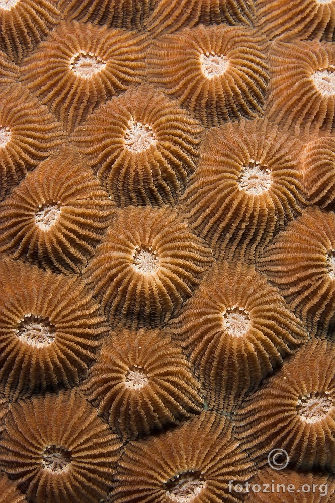 Tekstura koralja