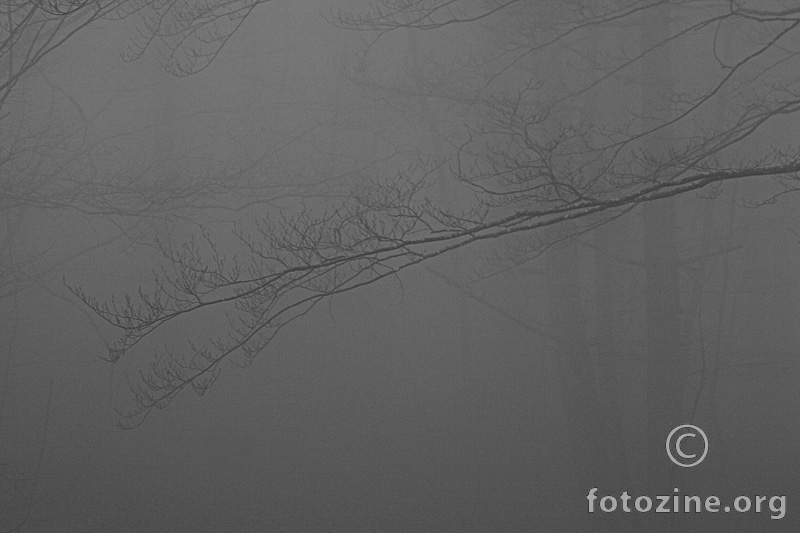 Čudno je lutati u magli ni jedno drvo ne poznaje susjedno