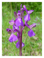 Orchis morio