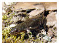 Triturus