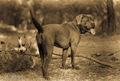 Civil war dog