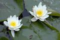 Water Lily