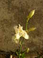 Bijeli iris